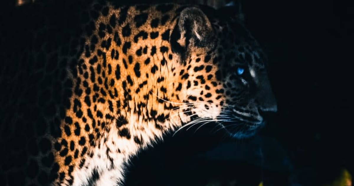 Yggdrasil partnerji ReelPlay izdajajo Jaguar SuperWays iz Bad Dinga